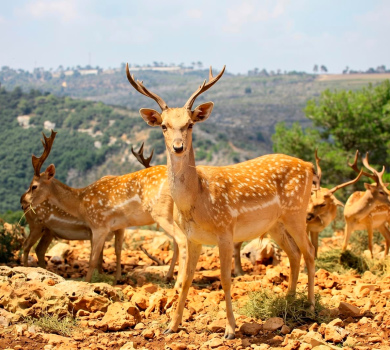 שמורת טבע חי בר בכרמל