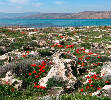 שמורת טבע חוף דור הבונים