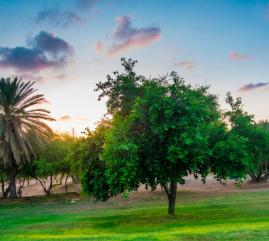 גן לאומי תל אשקלון