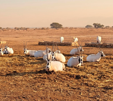 שמורת טבע חי בר יטבתה