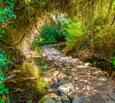 שמורת טבע תל דן