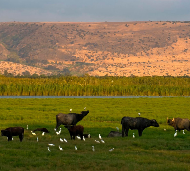 שמורת טבע החולה
