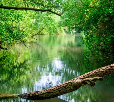 שמורת טבע מג'רסה (בטיחה)