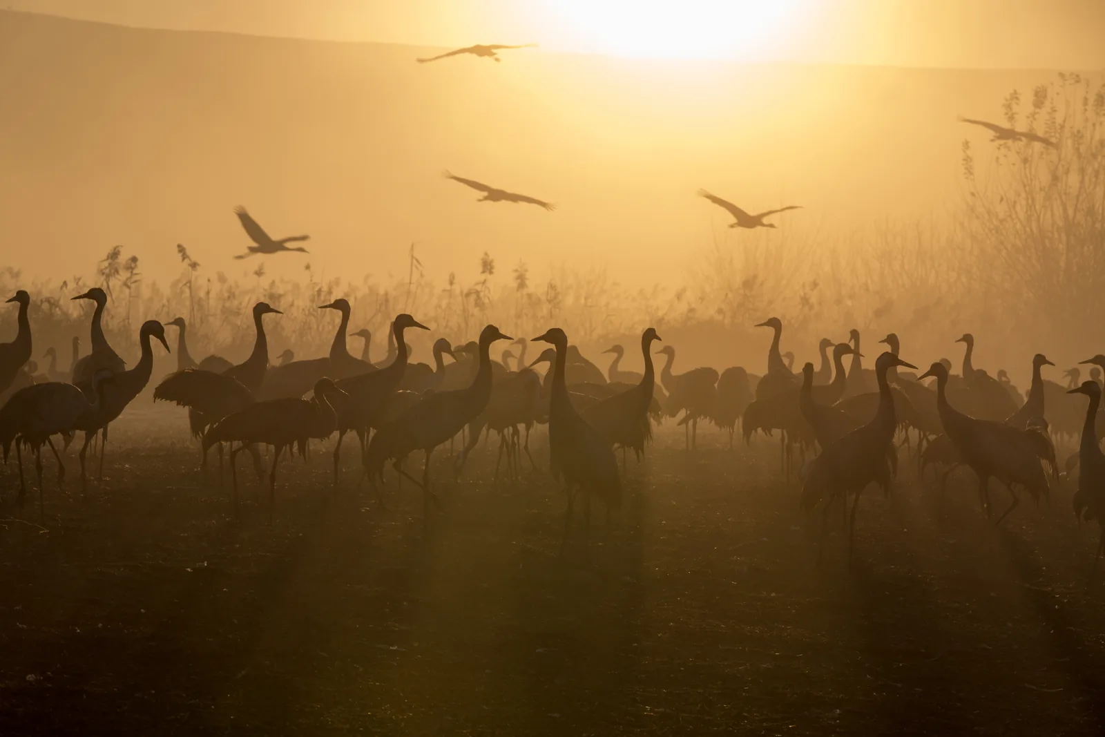 Agamon Hula Lake